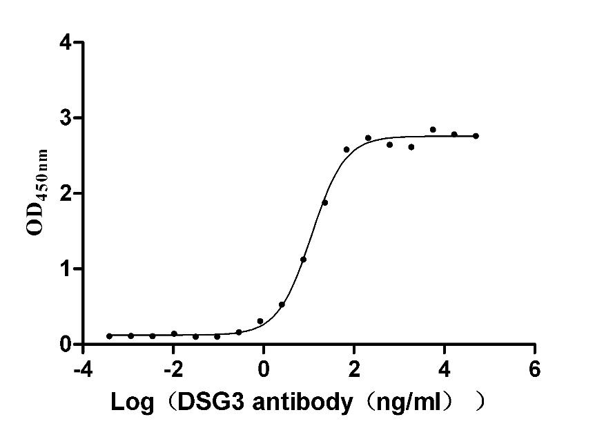 DSG3 Recombinant Monoclonal Antibody [4C2] (50µl)