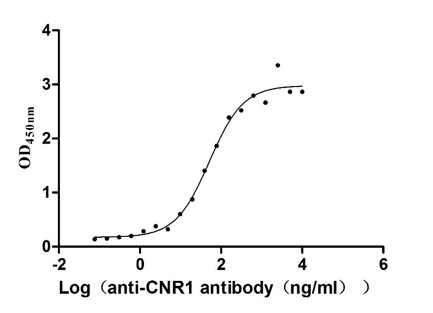 CNR1 Recombinant Monoclonal Antibody [2A1] (100µl)