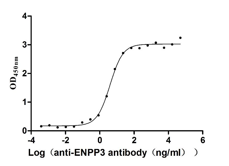 ENPP3 Recombinant Monoclonal Antibody [3B2] (50µl)