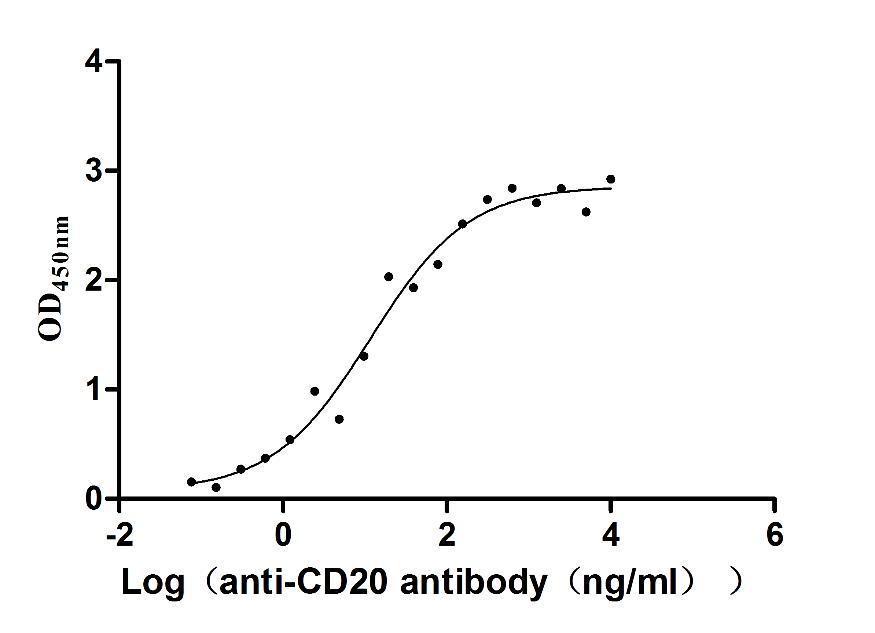 MS4A1 Recombinant Monoclonal Antibody [5D4] (100µl)