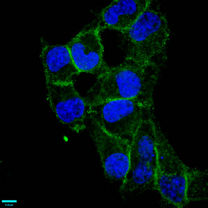 CD97 Recombinant Monoclonal Antibody [3A7] (50µl)