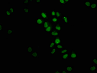 FTO Recombinant Monoclonal Antibody [4G9] (50µl)