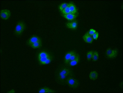 CYP19A1 Recombinant Monoclonal Antibody [1H1] (50µl)