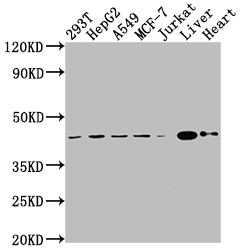 AGTR2 Recombinant Monoclonal Antibody [6C7]