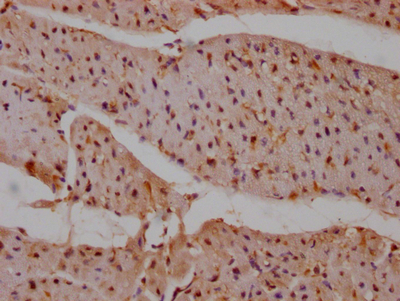 PTPN11 Recombinant Monoclonal Antibody [6G11] (50µl)