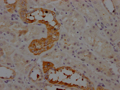 AGT Recombinant Monoclonal Antibody [8A9] (100µl)