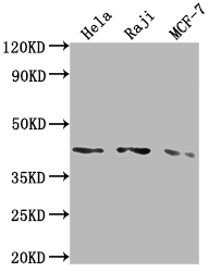 AGTR1 Recombinant Monoclonal Antibody [4A9] (50µl)