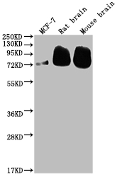 BACE1 Recombinant Monoclonal Antibody [7G3]