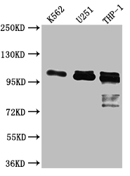 ITCH Recombinant Monoclonal Antibody [9C3] (50µl)