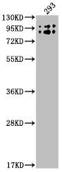 BCHE Recombinant Monoclonal Antibody [1E9]