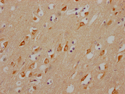 CHRM3 Recombinant Monoclonal Antibody [2D4] (100µl)