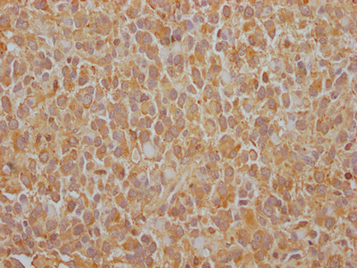 EGFR Recombinant Monoclonal Antibody [5D4] (50µl)