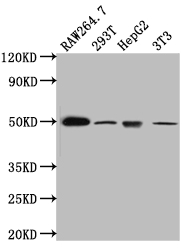 HAVCR1 Recombinant Monoclonal Antibody [9E1] (50µl)