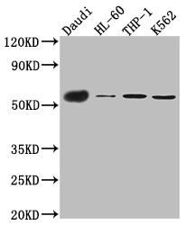 CD27 Recombinant Monoclonal Antibody [4A1] (50µl)