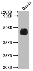 CD48 Recombinant Monoclonal Antibody [7E1] (100µl)