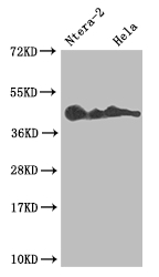 LEFTY2 Recombinant Monoclonal Antibody [10G2]