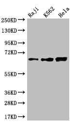 CD58 Recombinant Monoclonal Antibody [13G5] (100µl)