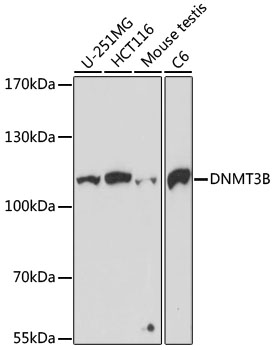DNMT3B Polyclonal Antibody (100 µl)