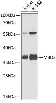 MBD3 Polyclonal Antibody (50 µl)