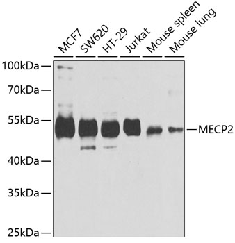 MeCP2 Polyclonal Antibody (50 µl)