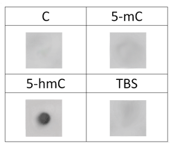 Dot blot analysis of A-1018 with DNA oligos containing cytosine (C), 5-methylcytosine (5mC), or 5-hydroxymethylcytosine (5hmC). 10 ng of C, 5mC, and 5hmC DNA oligos each were spotted on a membrane.