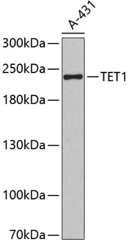 TET1 Polyclonal Antibody (100 µl)