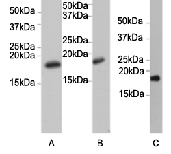 Western blot analysis on A: HepG2, B: NIH/3T3, C: Rat liver, cell lysates using the Histone H3 pAb.