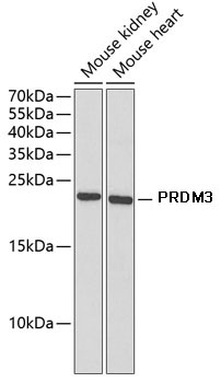 PRDM3 Polyclonal Antibody (50 µl)