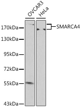 Swi2/SNF2 Polyclonal Antibody (100 µl)