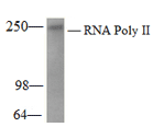 WB analysis of RNA Polymerase II Monoclonal Antibody [CTD4H8] with 3T3 cell lysates (A-2032).