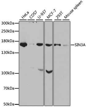 Western blot analysis of extracts of various cell lines, using SIN3A Polyclonal Antibody.