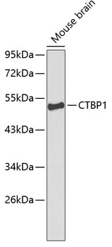 CTBP1 Polyclonal Antibody (100 µl)