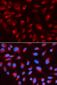 Immunofluorescence analysis of U2OS cell using CTBP1 Polyclonal Antibody. Blue: DAPI for nuclear staining.