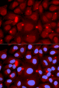 Immunofluorescence analysis of U2OS cell using PADI4 Polyclonal Antibody. Blue: DAPI for nuclear staining.