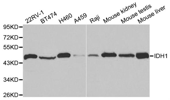 Western blot analysis of extracts of various cell lines, using IDH1 Polyclonal Antibody.