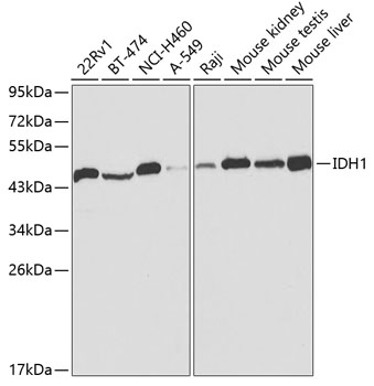 IDH1 Polyclonal Antibody (100 µl)