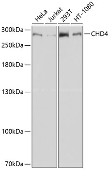 CHD4 Polyclonal Antibody (100 µl)
