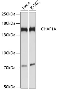 CHAF1A Polyclonal Antibody (50 µl)