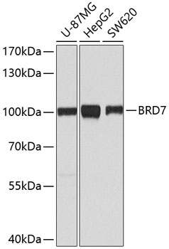 BRD7 Polyclonal Antibody (100 µl)