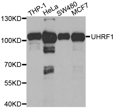 Western blot analysis of extracts of various cell lines, using UHRF1 Polyclonal Antibody.
