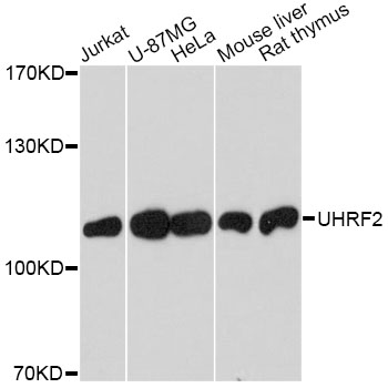 Western blot analysis of extracts of various cell lines, using UHRF2 Polyclonal Antibody.