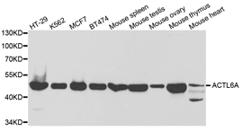 Western blot analysis of extracts of various cell lines, using ACTL6A Polyclonal Antibody.