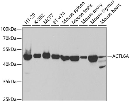 ACTL6A Polyclonal Antibody (100 µl)