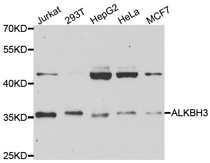 Western blot analysis of extracts of various cell lines, using ALKBH3 antibody.
