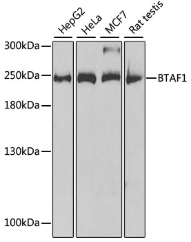 Western blot analysis of extracts of various cell lines, using BTAF1 Polyclonal Antibody.