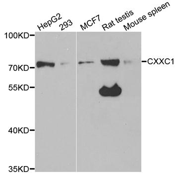 Western blot analysis of extracts of various cell lines, using CXXC1 Polyclonal Antibody.