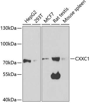 CXXC1 Polyclonal Antibody (100 µl)