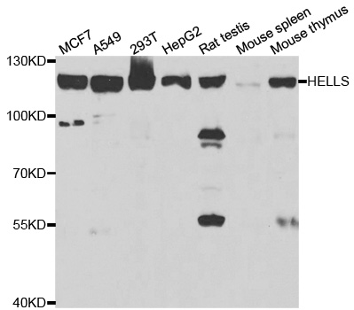 Western blot analysis of extracts of various cell lines, using HELLS Polyclonal Antibody.
