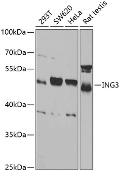 ING3 Polyclonal Antibody (100 µl)