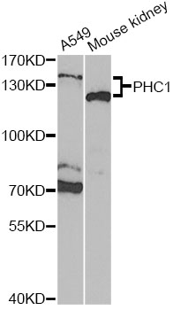 Western blot analysis of extracts of various cell lines, using PHC1 Polyclonal Antibody.